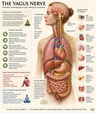 Load image into Gallery viewer, Vagus Nerve Healing Series