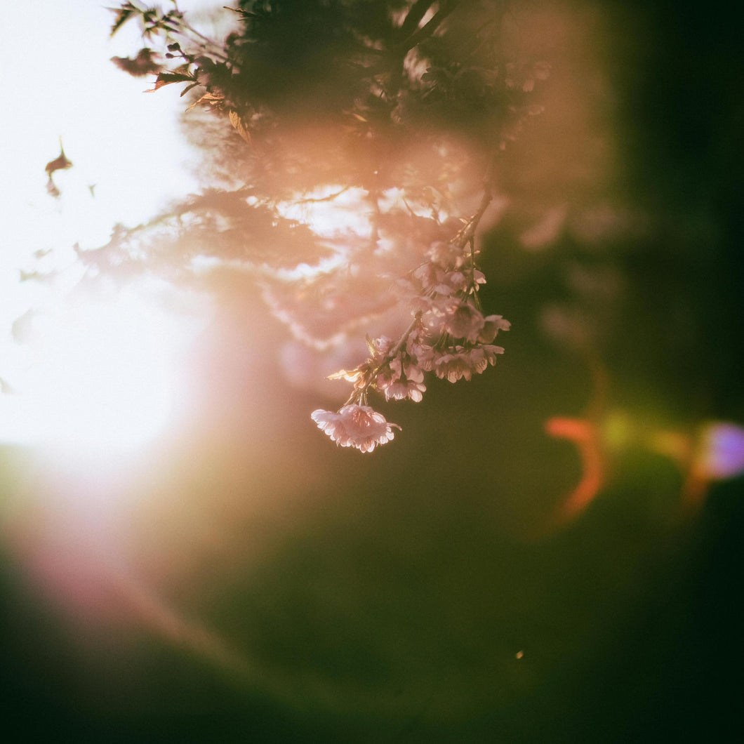 Embodied Frequencies: A Light Language Workshop